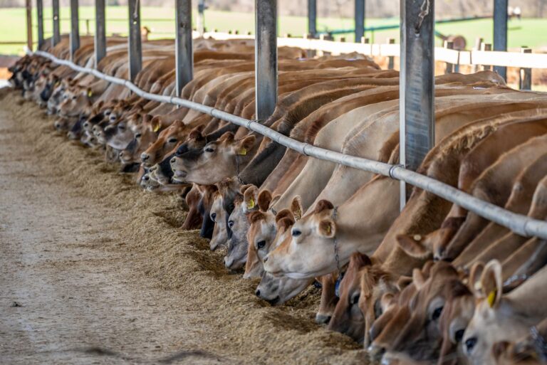 Cutting Methane by a Third: The Feed Additive Taking On Cow Burps