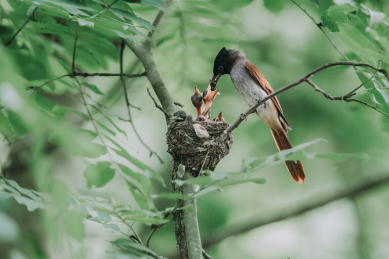 More Than Half the World’s Bird Species Are Raising Fewer Chicks as the Climate Warms