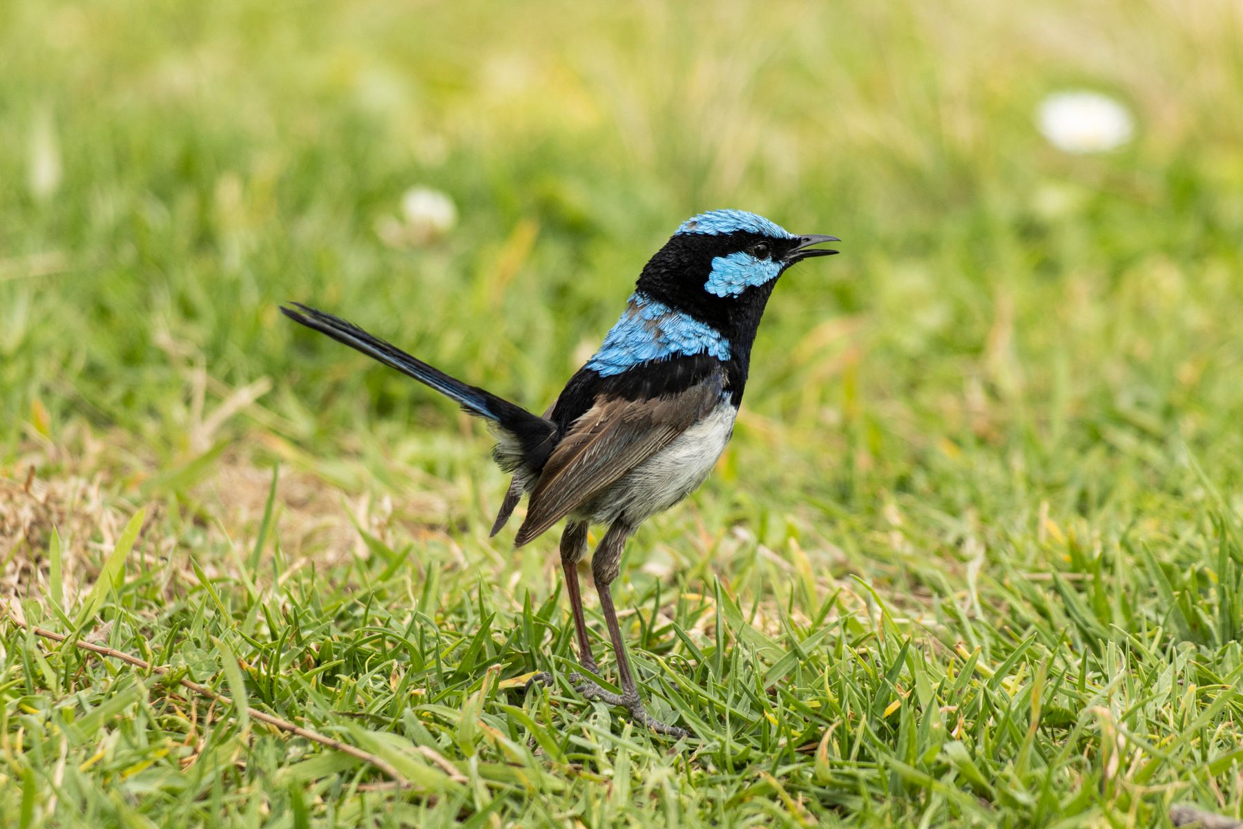Winter Truce: Why Fiercely Territorial Songbirds Suddenly Start Helping Each Other