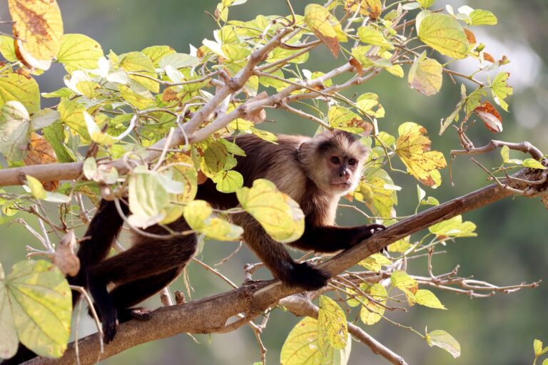 That Viral ‘Angry Monkey’ Video May Not Prove What You Think