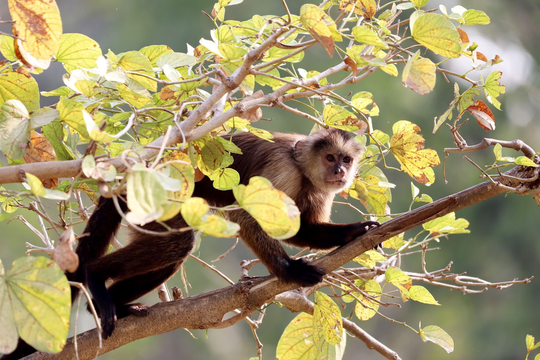 That Viral ‘Angry Monkey’ Video May Not Prove What You Think