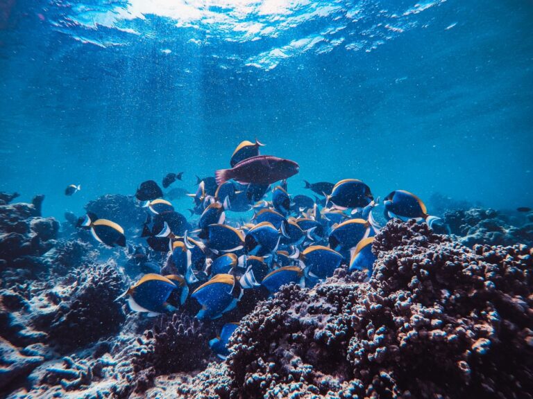 Ocean Acidification: Marine Life Is Already Struggling Under the ‘Mild’ Climate Scenarios