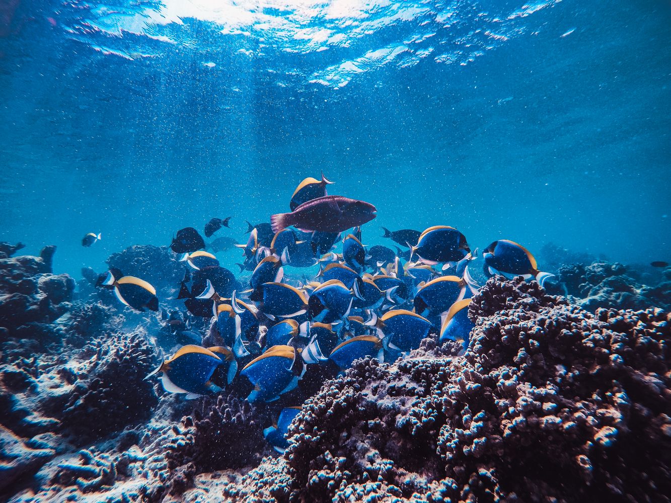 Ocean Acidification: Marine Life Is Already Struggling Under the ‘Mild’ Climate Scenarios