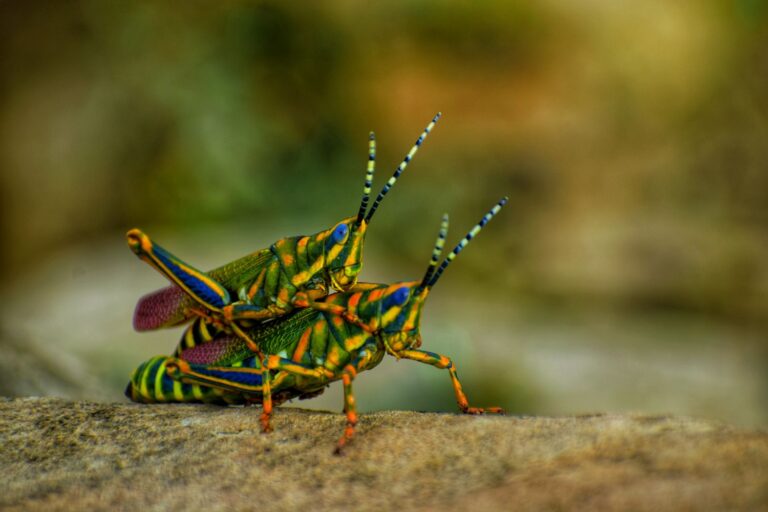 Does Rising Heat Change How Animals Find a Mate?
