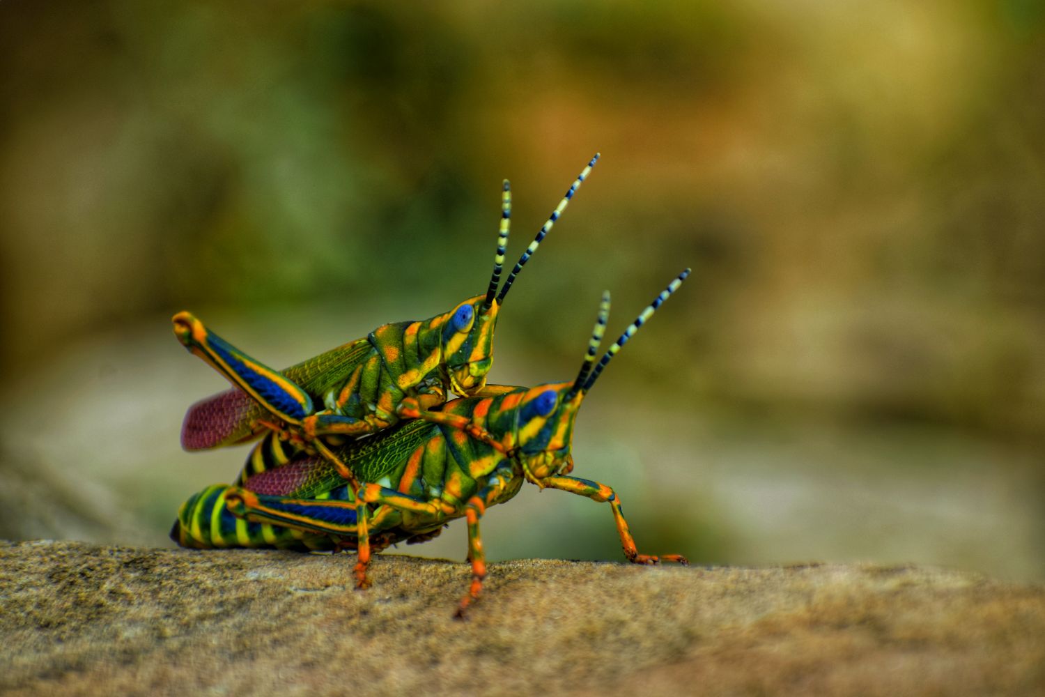 Does Rising Heat Change How Animals Find a Mate?