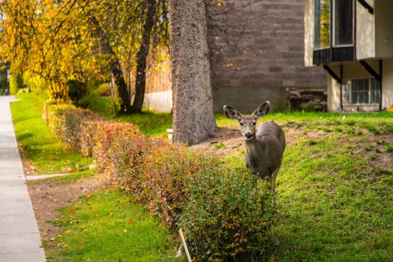 By 2070, Humans and Wild Animals Will Share More of the Planet Than Ever, a New Study Finds