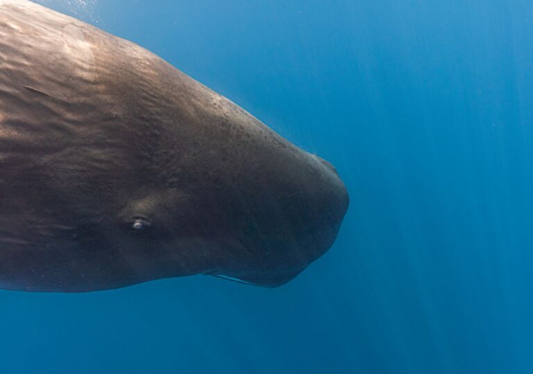 Sperm Whale Clicks Follow the Same Building Blocks as Human Speech