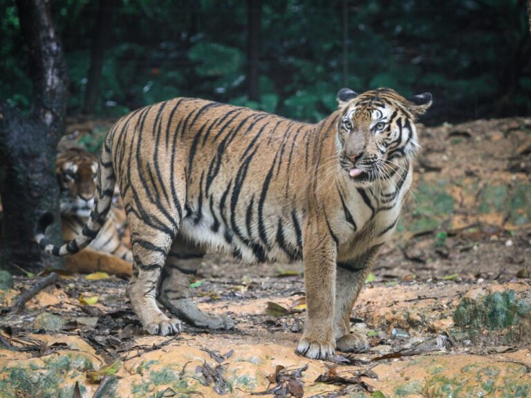 Wildlife Is Rescheduling Its Whole Day to Dodge Humans
