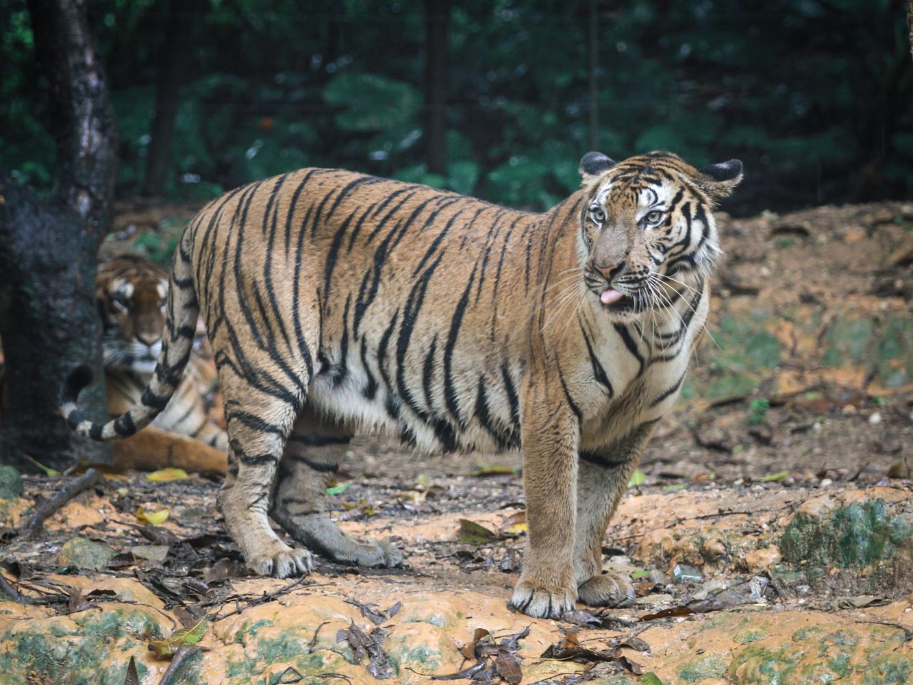 Wildlife Is Rescheduling Its Whole Day to Dodge Humans