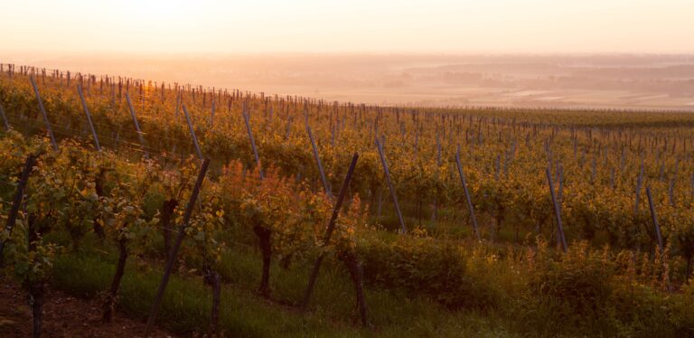 Europe’s most protected wines are the ones climate change threatens most, and the label is the reason