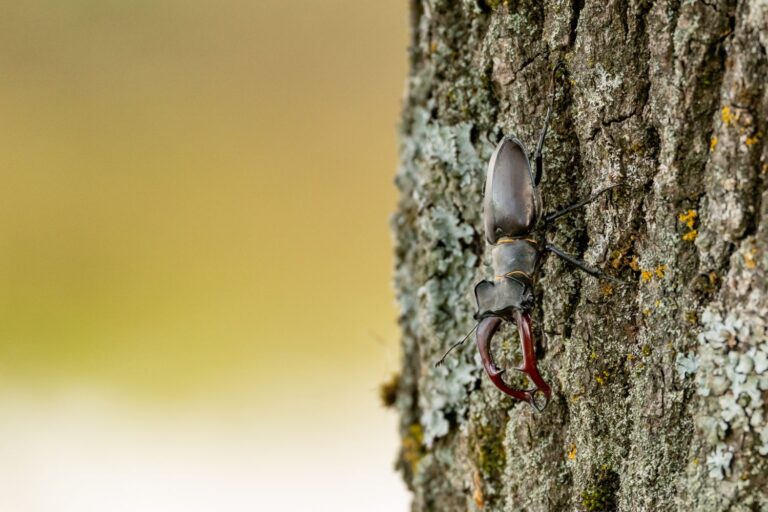 Why Do Some Island Beetles Give Up Their Fighting Jaws?