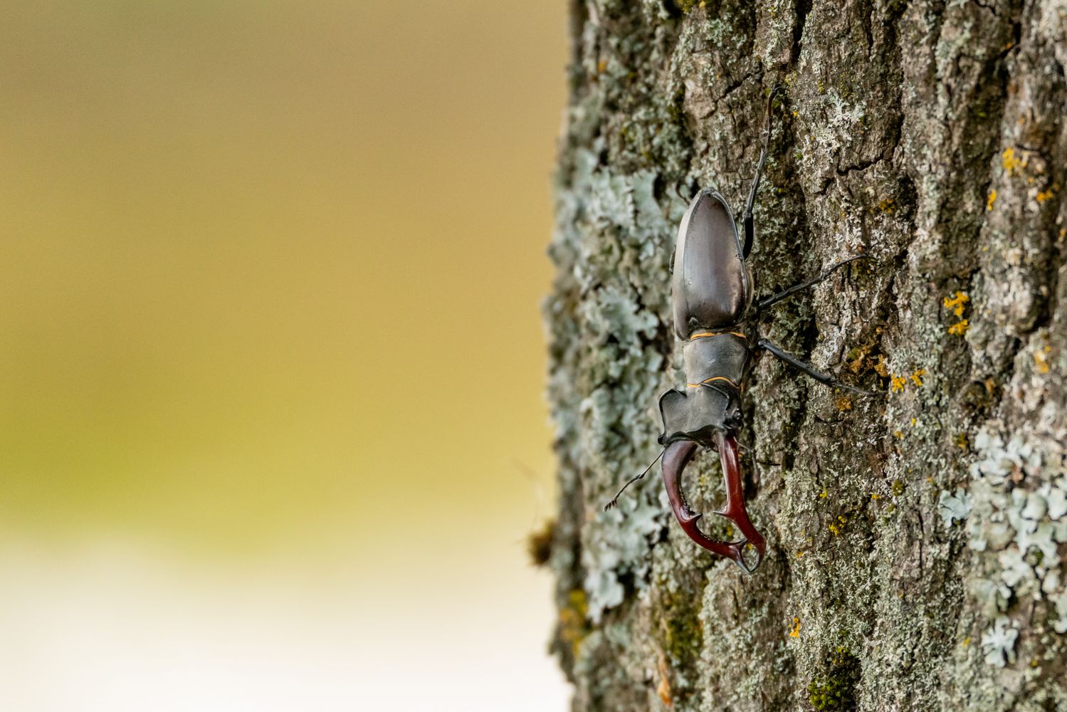 Why Do Some Island Beetles Give Up Their Fighting Jaws?
