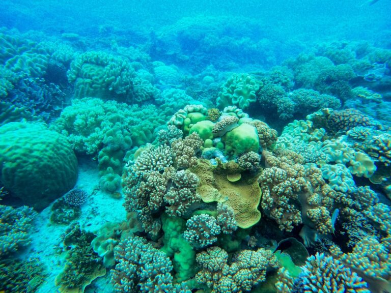 Can Scientists Breed Corals Tough Enough for a Hotter Ocean?