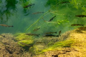 Hidden in plain water: the metrics used to protect rivers score worse than chance