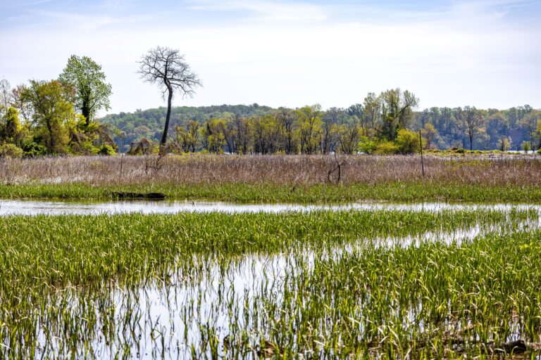 Bring a drained wetland back to life and its methane emissions soar, but the climate still wins