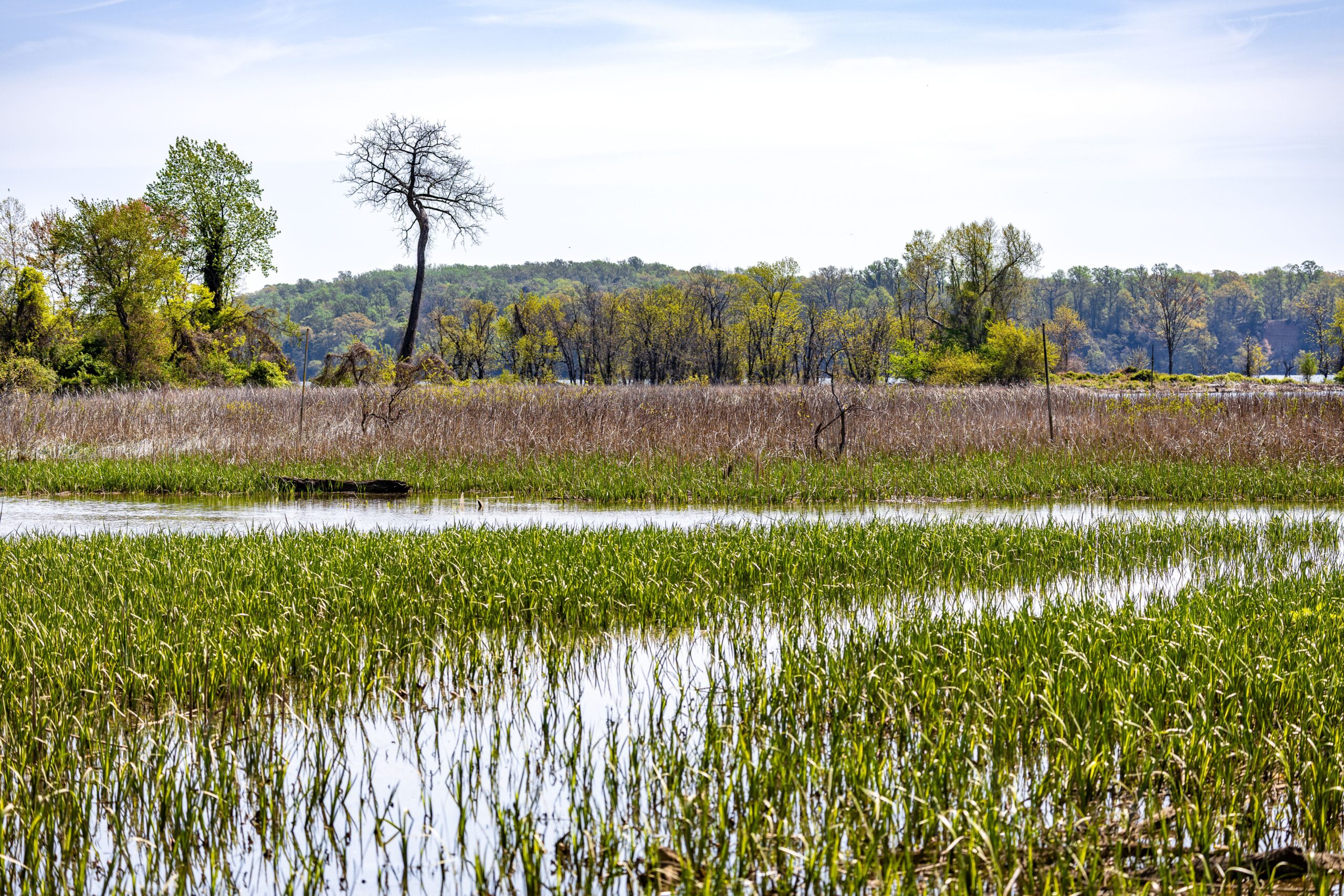 Bring a drained wetland back to life and its methane emissions soar, but the climate still wins