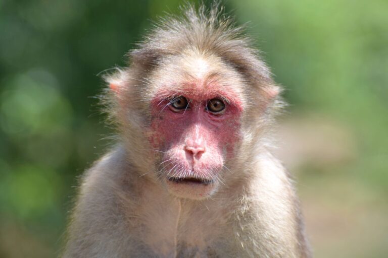 The Friendlier the Monkey Society, the More Expressive Its Faces
