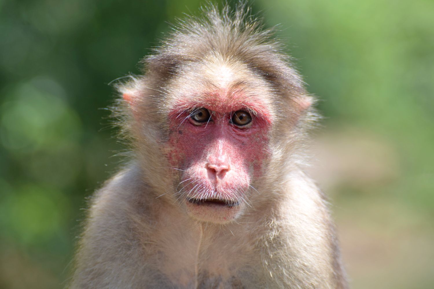 The Friendlier the Monkey Society, the More Expressive Its Faces