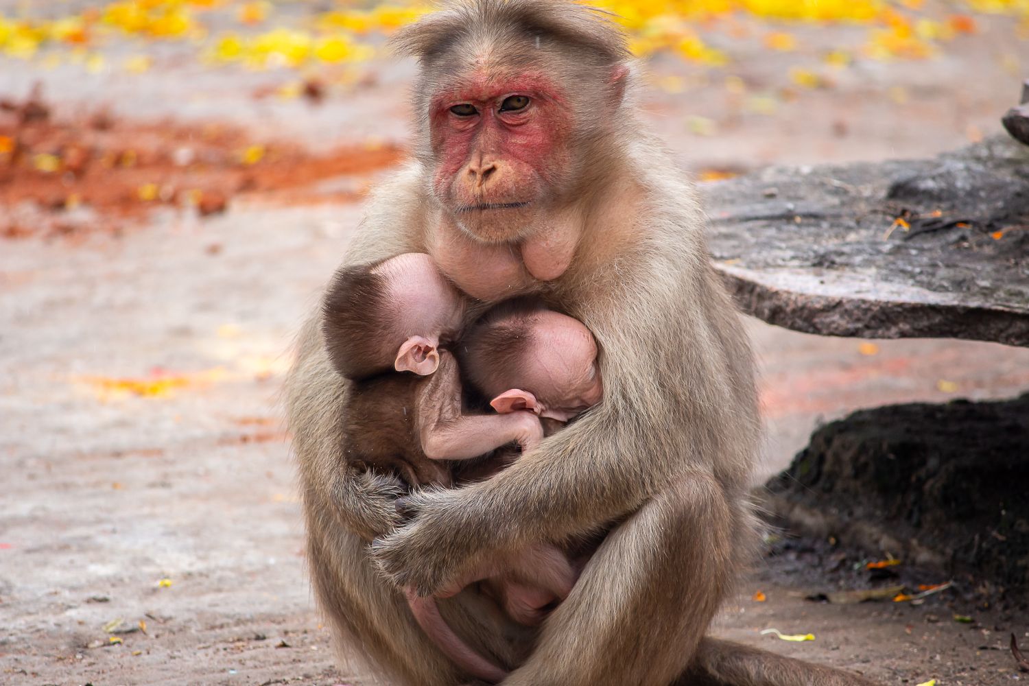 Bigger Brains, Longer Childhoods: What Animal Parenting Reveals About Intelligence