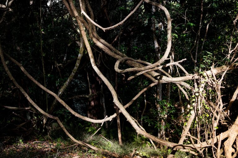 Meet the vine that only turns deadly once it reaches the top of the tree