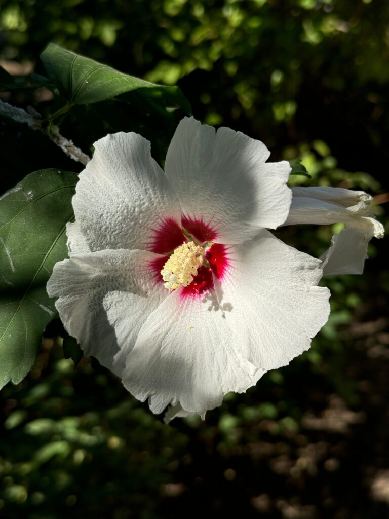 What Makes a Flower Petal Shimmer Like a Soap Bubble?