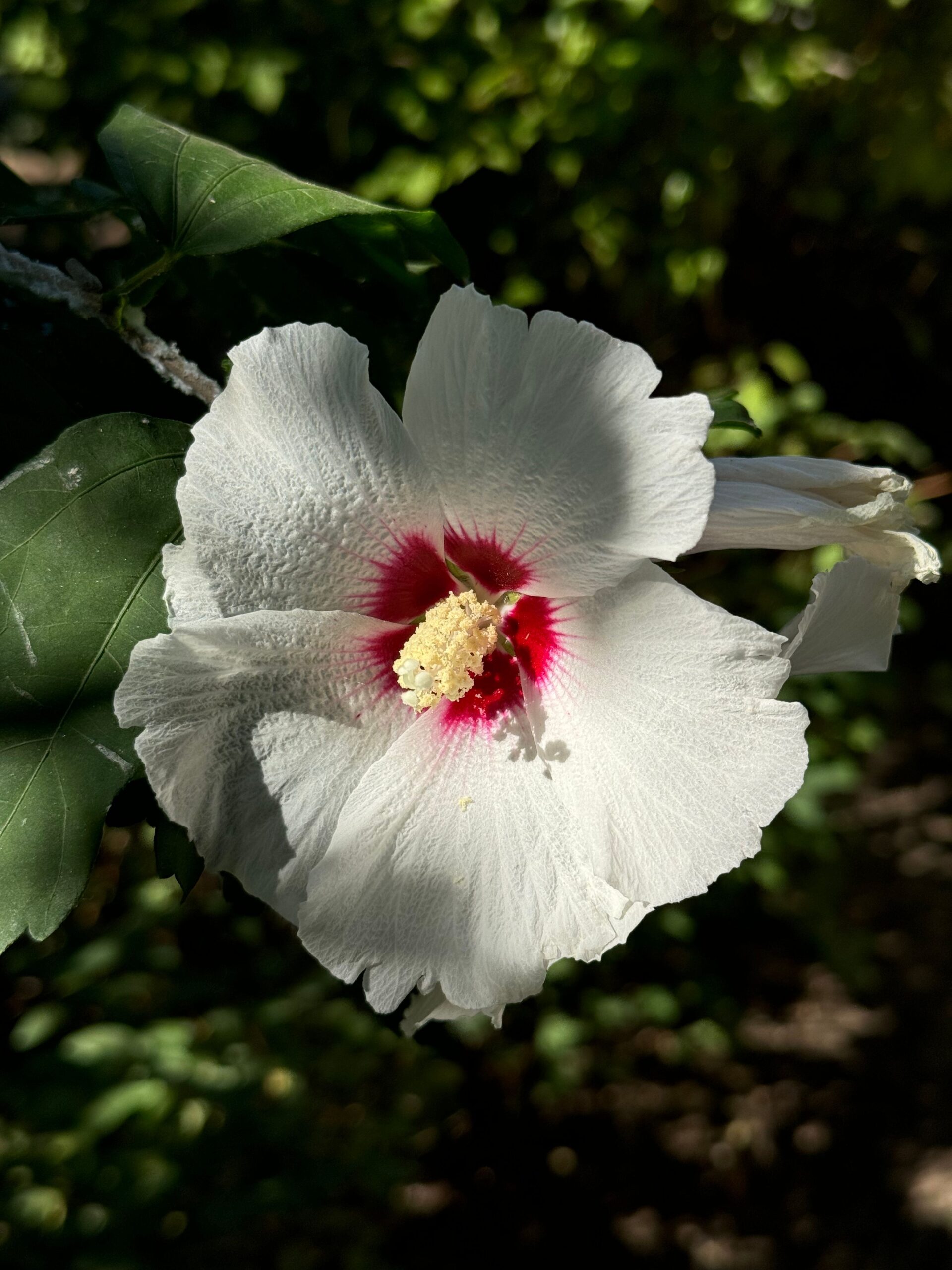 What Makes a Flower Petal Shimmer Like a Soap Bubble?