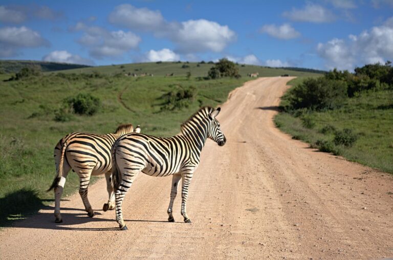 Watch How Wildlife Is Quietly Losing Its Genetic Diversity