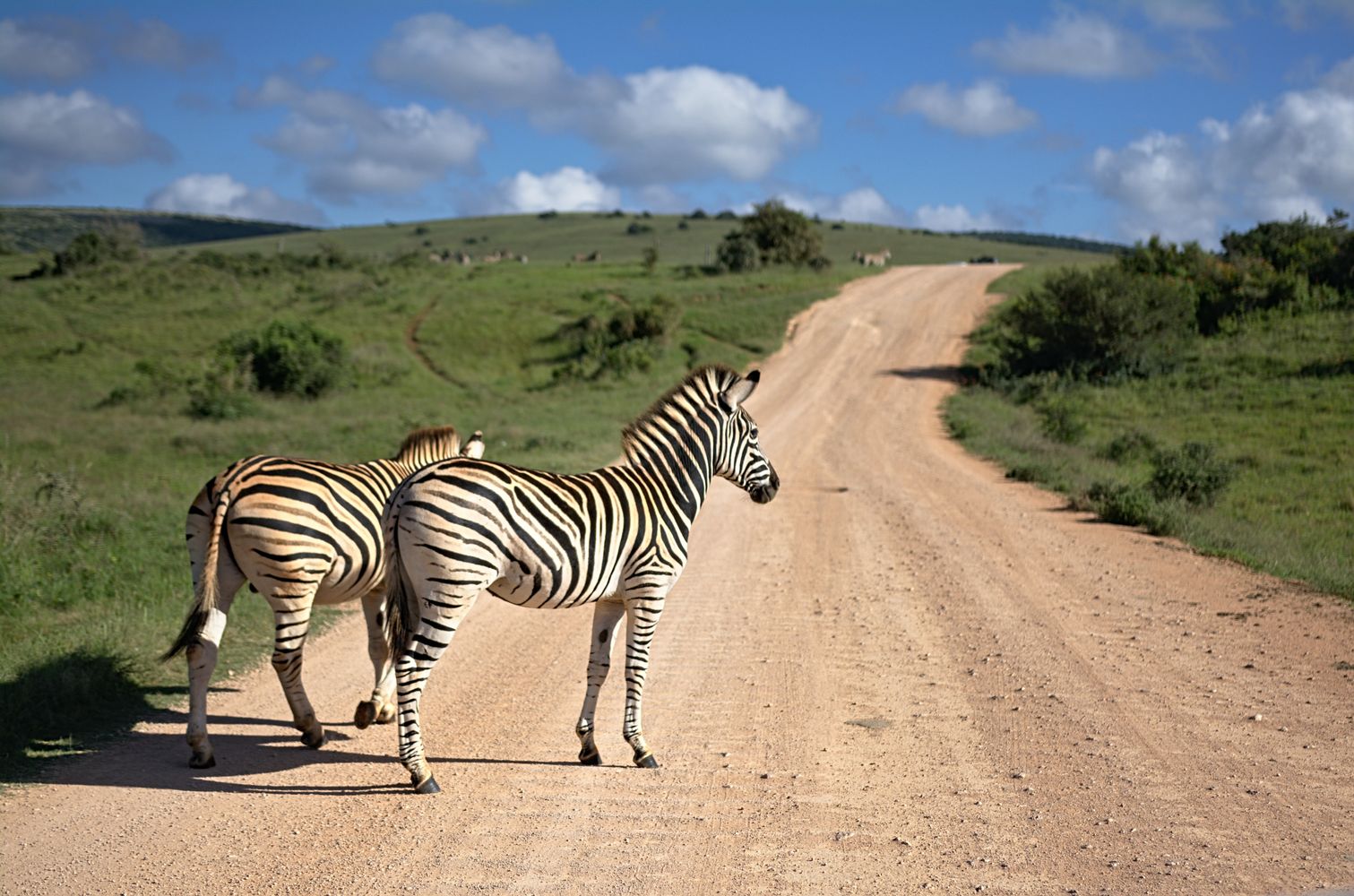 Watch How Wildlife Is Quietly Losing Its Genetic Diversity