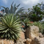 Botanists split this desert agave into three. Its genome barely splits at all