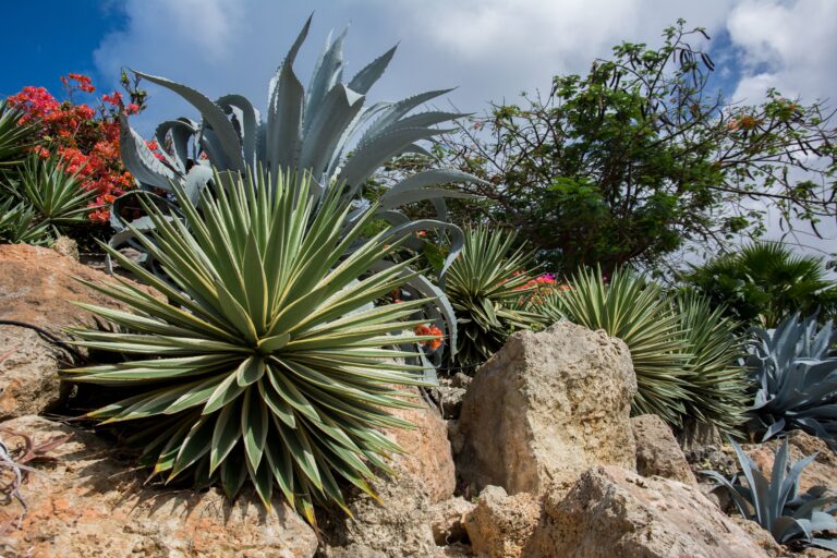 Botanists split this desert agave into three. Its genome barely splits at all