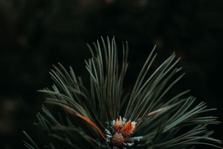 What two decades of fertilizer couldn’t do to the bacteria hiding inside pine needles