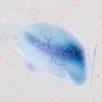 Human brain organoids in mice: lab-grown tissue filled a missing cortex and started firing together
