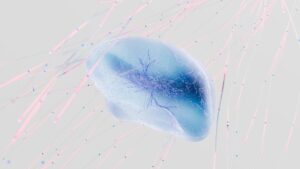 Human brain organoids in mice: lab-grown tissue filled a missing cortex and started firing together