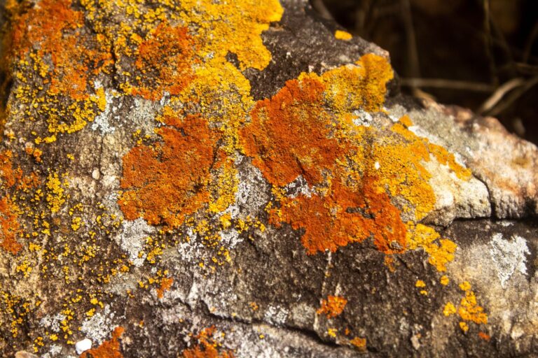 Nearly every lichen on Earth carries the same hidden bacteria, and they may be paying a vitamin debt