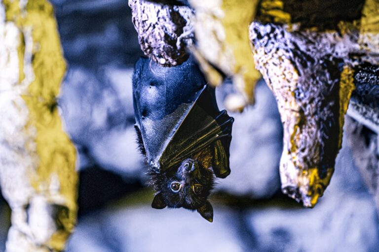 Don’t Count on Killing Vampire Bats to Stop Rabies, Peru’s Data Suggests