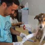 Doctors Were Taught to Leave Animal Bites Open. Stitching Them Right Away Looks No Riskier