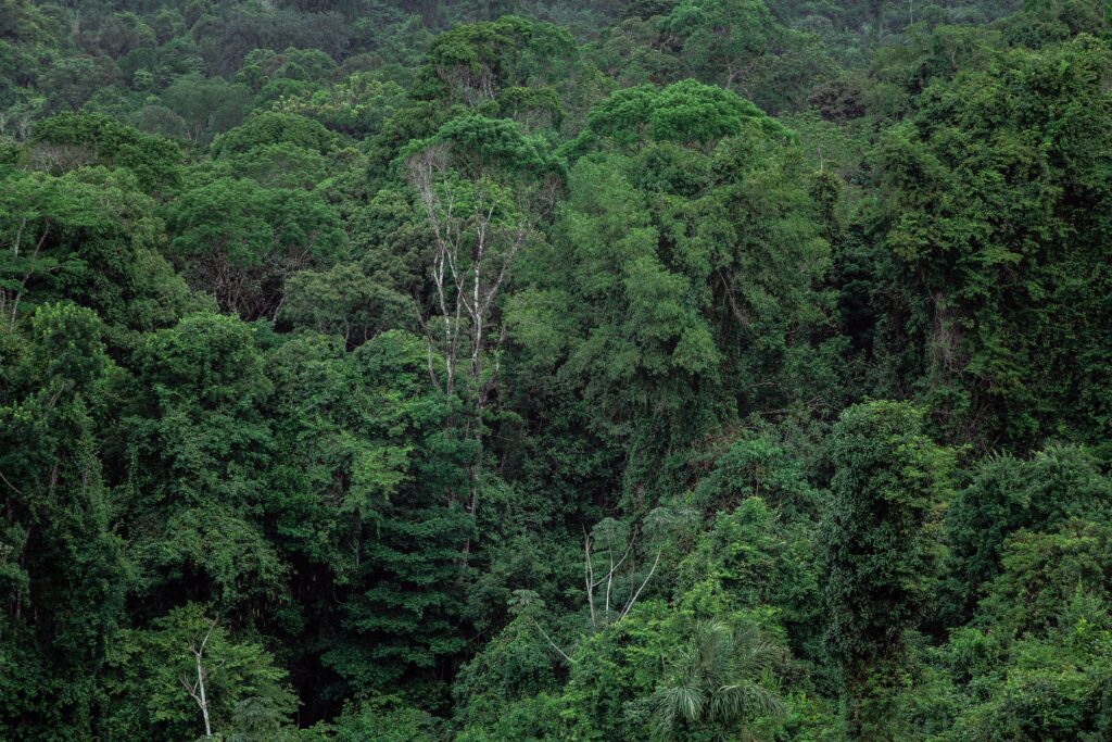 Tropical forests hold most of the world’s land vertebrates, and reptiles are the lone exception