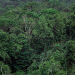 Tropical forests hold most of the world’s land vertebrates, and reptiles are the lone exception