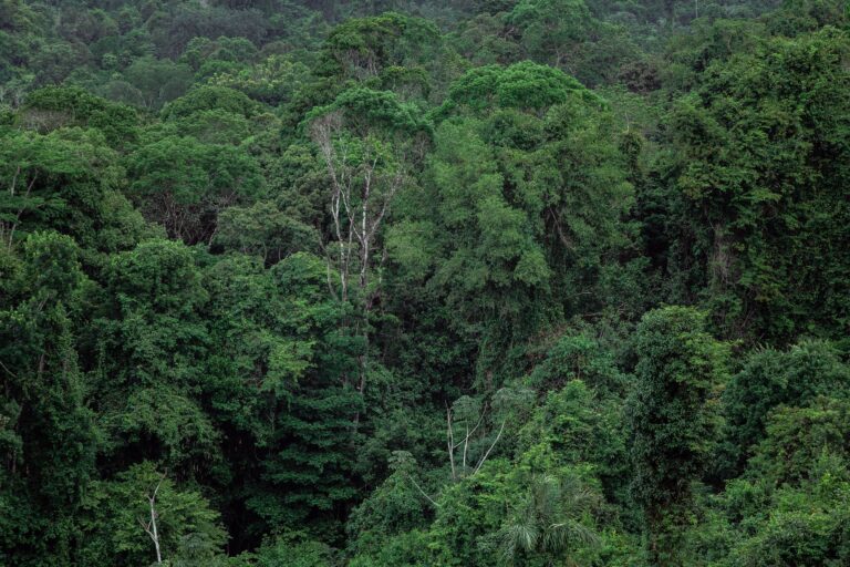 Tropical forests hold most of the world’s land vertebrates, and reptiles are the lone exception