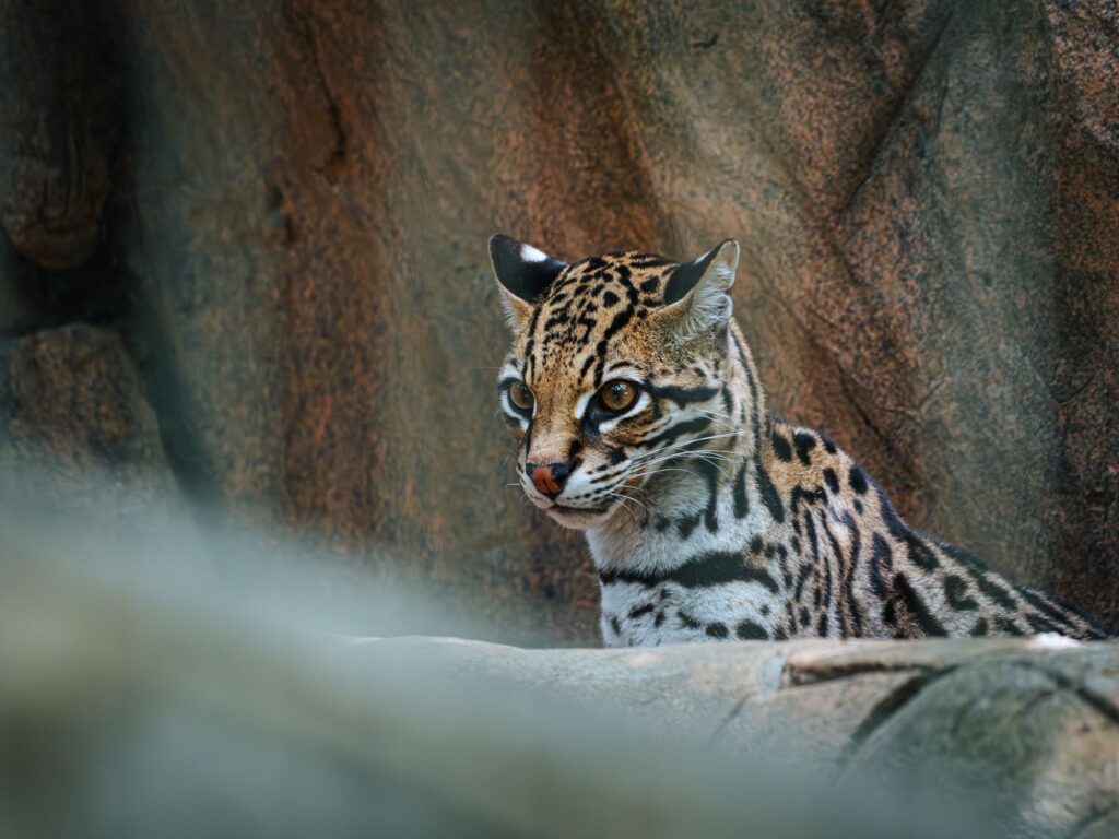 Nueva especie de gato salvaje: lo que vieron las cámaras