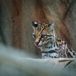 Clouded tiger cat: the new species camera traps unmasked