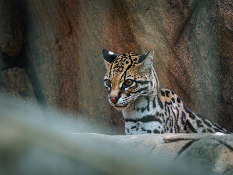 Clouded tiger cat: the new species camera traps unmasked