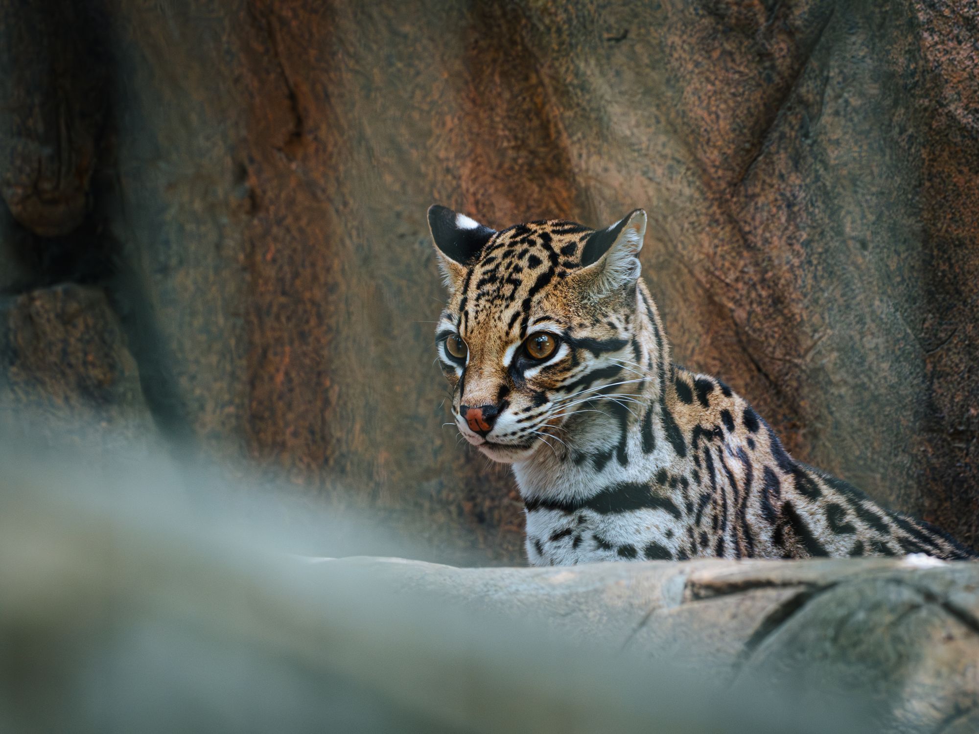Clouded tiger cat: the new species camera traps unmasked
