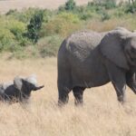 ‘A kind of immunization’: Kenyan elephants may dose their calves with medicinal plants