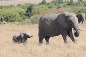 ‘A kind of immunization’: Kenyan elephants may dose their calves with medicinal plants