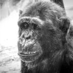 Human vs chimp brain: the clue an ancient virus left behind