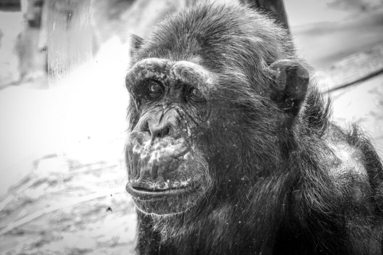 Human vs chimp brain: the clue an ancient virus left behind