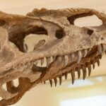 How warm was T. rex? Its teeth point to an elephant’s body heat