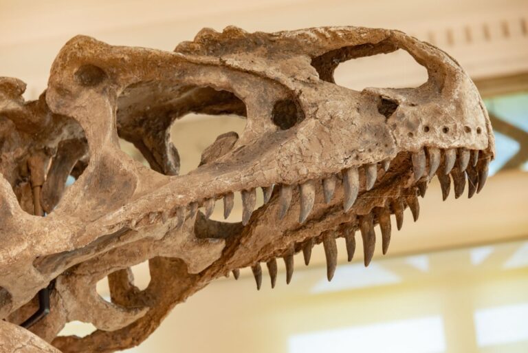 How warm was T. rex? Its teeth point to an elephant’s body heat