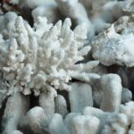 Un coral sano puede revivir a su vecino blanqueado fusionándose con él, siempre que sean clones